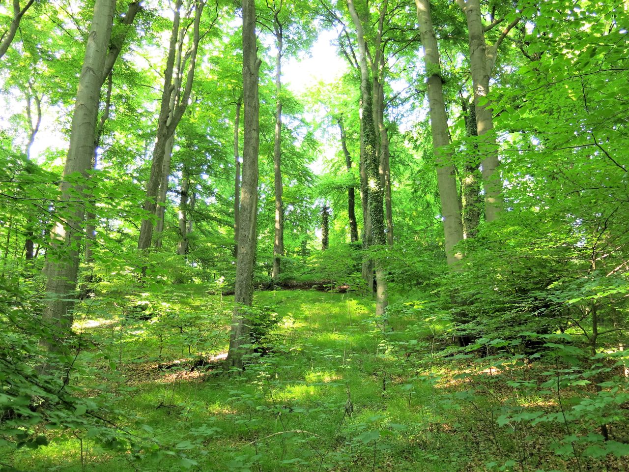 Der Wald mit seinen vielfltigen Funktionen steht im Mittelpunkt des Seniorennachmittags am 13. April. Foto: privat
