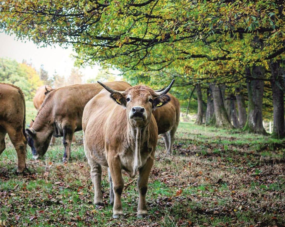 Bald auf Kabel Eins: Hofgut zwischen Freudenberg und Niederfischbach 
