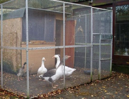 Vogelgrippe: hohes Risiko auch im Westerwaldkreis