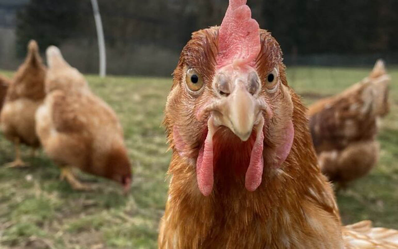 Wer malt das schnste Huhn? (Foto: Wller Helfen)