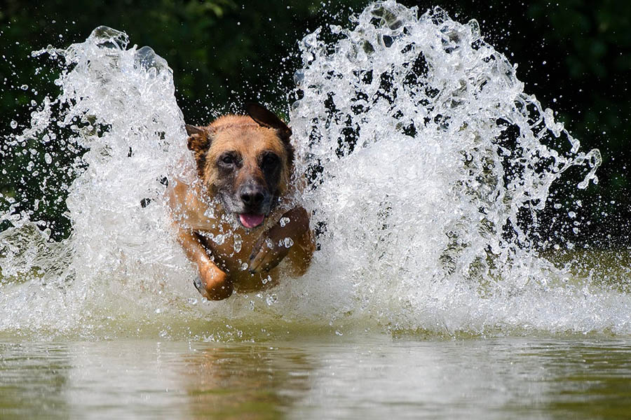 Bei der Hitze gehen auch mal die Hunde gerne baden. Foto: Wolfgang Tischler