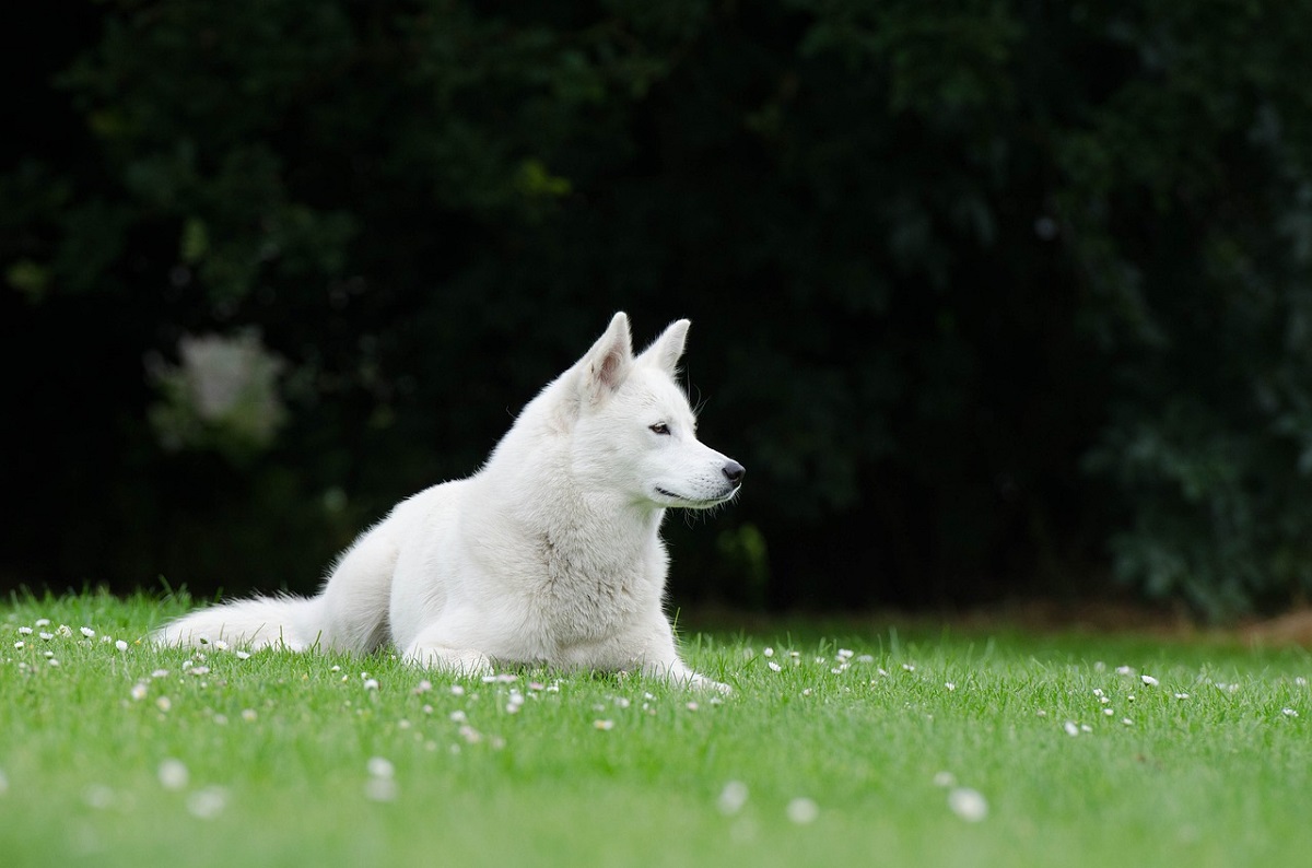 Hachenburg: Husky von Grundstck gestohlen - Zeugen gesucht