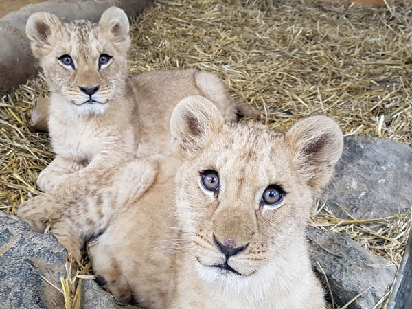 Lwennachwuchs im Zoo Neuwied entwickelt sich gut