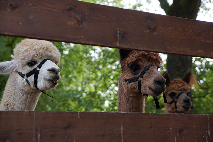 Beliebt bei Gro und Klein ist der Tiermarkt. Archivfoto: LJS