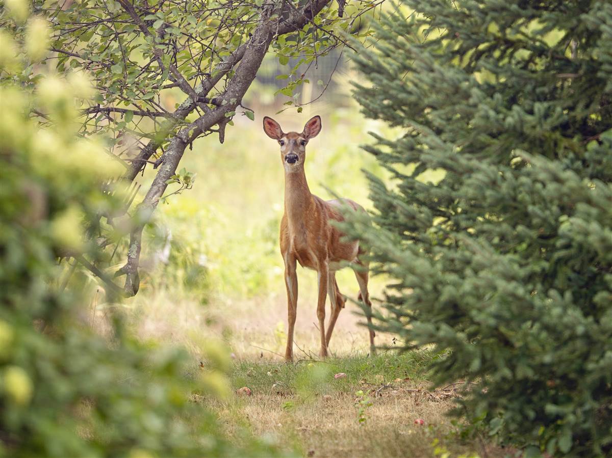 Jagdwilderei in Scheuerfeld  abgeschlagene Auenspiegel in Betzdorf 
