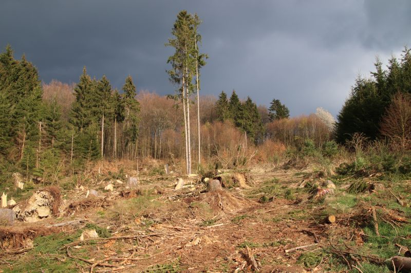 Der Borkenkfer frisst die Kroppacher Schweiz