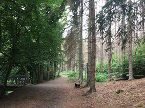 Baumfllarbeiten entlang Westerwaldsteig wegen Borkenkferbefall