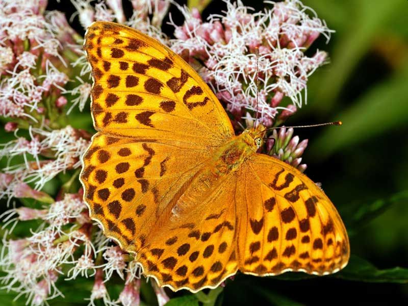 Schmetterling des Jahres 2022: Kaisermantel. Foto: Tim Laußmann / BUND
