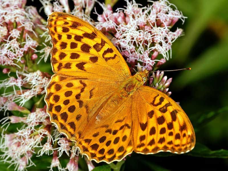 Schmetterling des Jahres 2022: Kaisermantel. Foto: Tim Laumann / BUND