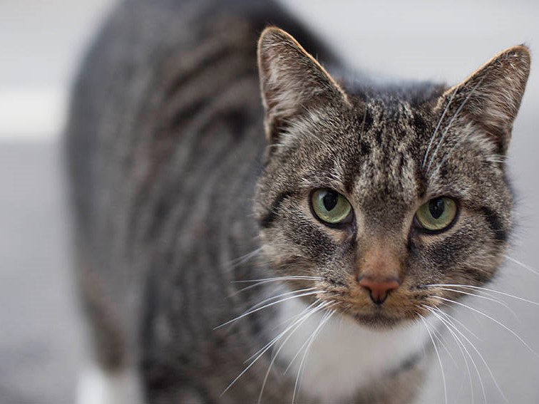 Freirachdorf: Tierquäler misshandelt Katzen