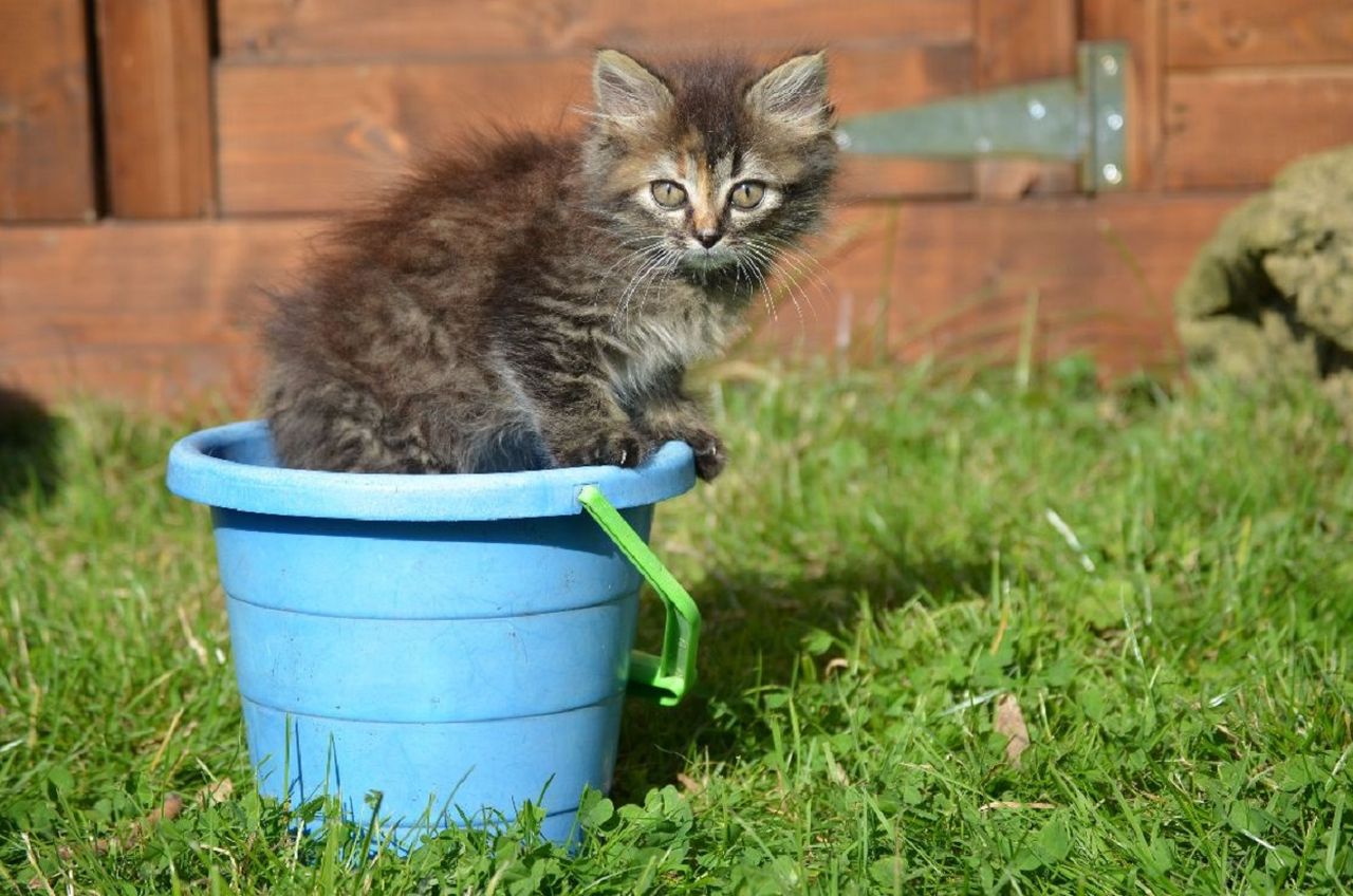 Diese kleine Katze wre vermutlich tot, wenn Kinder sie nicht aus ihrem Gefngnis befreit htten. Foto: Polizei Straenhaus