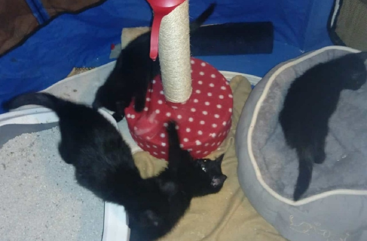 Die vier Kitten drfen sich ber neue liebevoller Besitzer freuen. (Fotos: privat)
