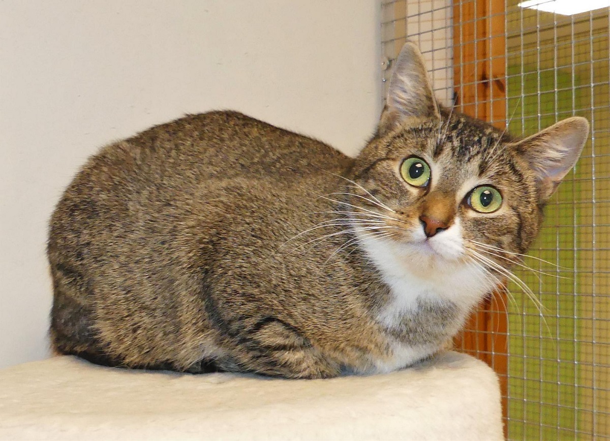 Katze Jamila lebt aktuell im Orscheider Tierschutzhof und ist eine von den Schtzlingen, die vor Ort versorgt werden. (Foto: Tierschutz Siebengebirge/Anja Kalisch)