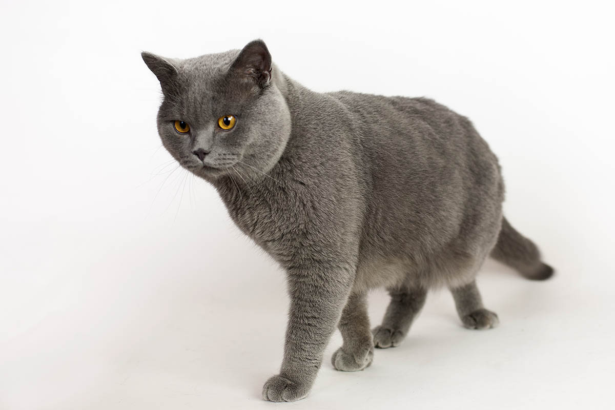 Die Neuwieder Katzenhilfe ldt zu einem Weihnachtsflohmarkt. Symbolfoto: Wolfgang Tischler