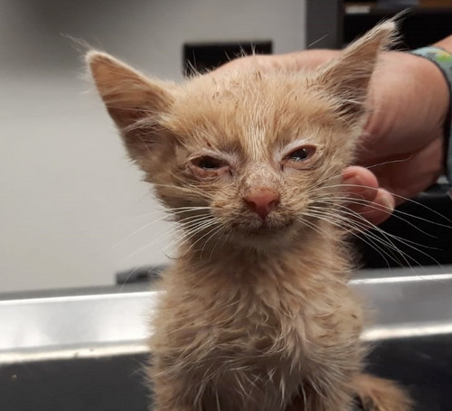 In Berod wurden in der vergangenen Woche zwei dehydrierte und verwahrloste Katzen in einem Karton gefunden. (Foto: Polizei) 