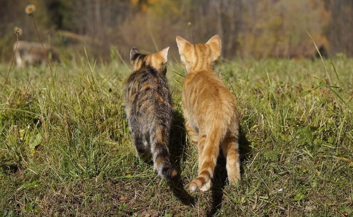 Bendorf: Ausgesetzte Jungkatzen - Versto gegen das Tierschutzgesetz