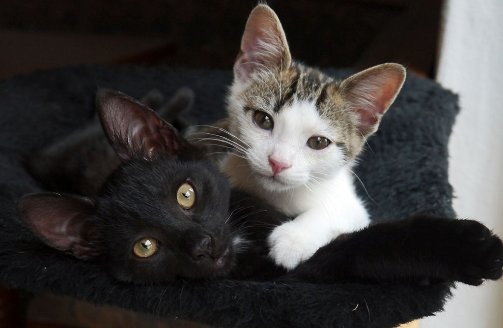 Katzenbabys sind zuckers, machen den Tierschtzern aber jedes Jahr das Leben schwer, weil hunderte von ihnen in Tierheimen landen oder ohne menschliche Zuwendung jmmerlich sterben.  Fotos: Doris Litz