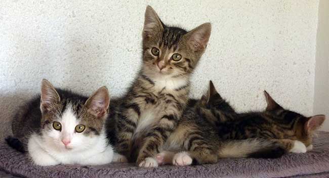 Von April bis Oktober sind die Pflegestellen der Katzenhilfe Neuwied blicherweise fest in der Hand von Katzenmttern und ihrem Nachwuchs. In diesem Jahr startet die Babysaison wegen der Fangaktion auf einem Aussiedlerhof frher. Foto: Doris Litz