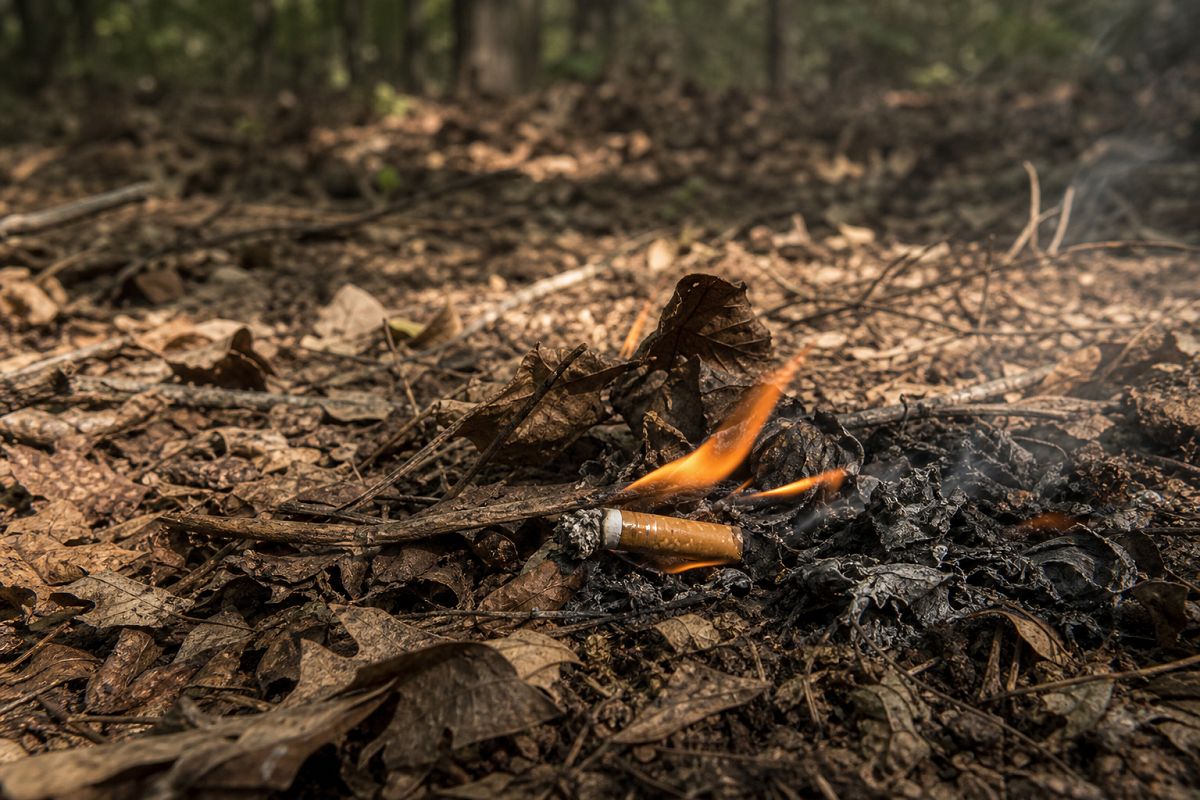 Waldbrandgefahr in Rheinland-Pfalz steigt deutlich an
