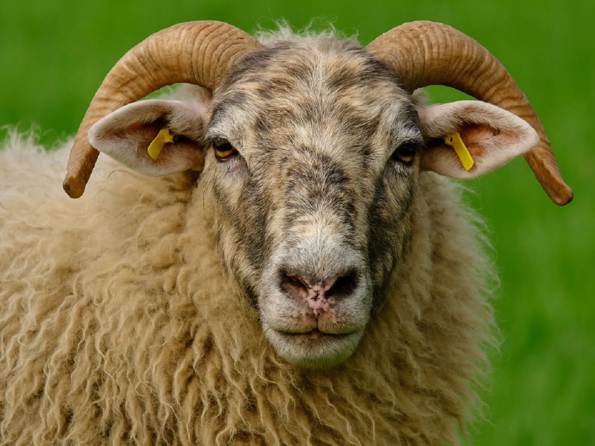 Schafschurfest in Niederfischbach: Tradition und Natur hautnah erleben