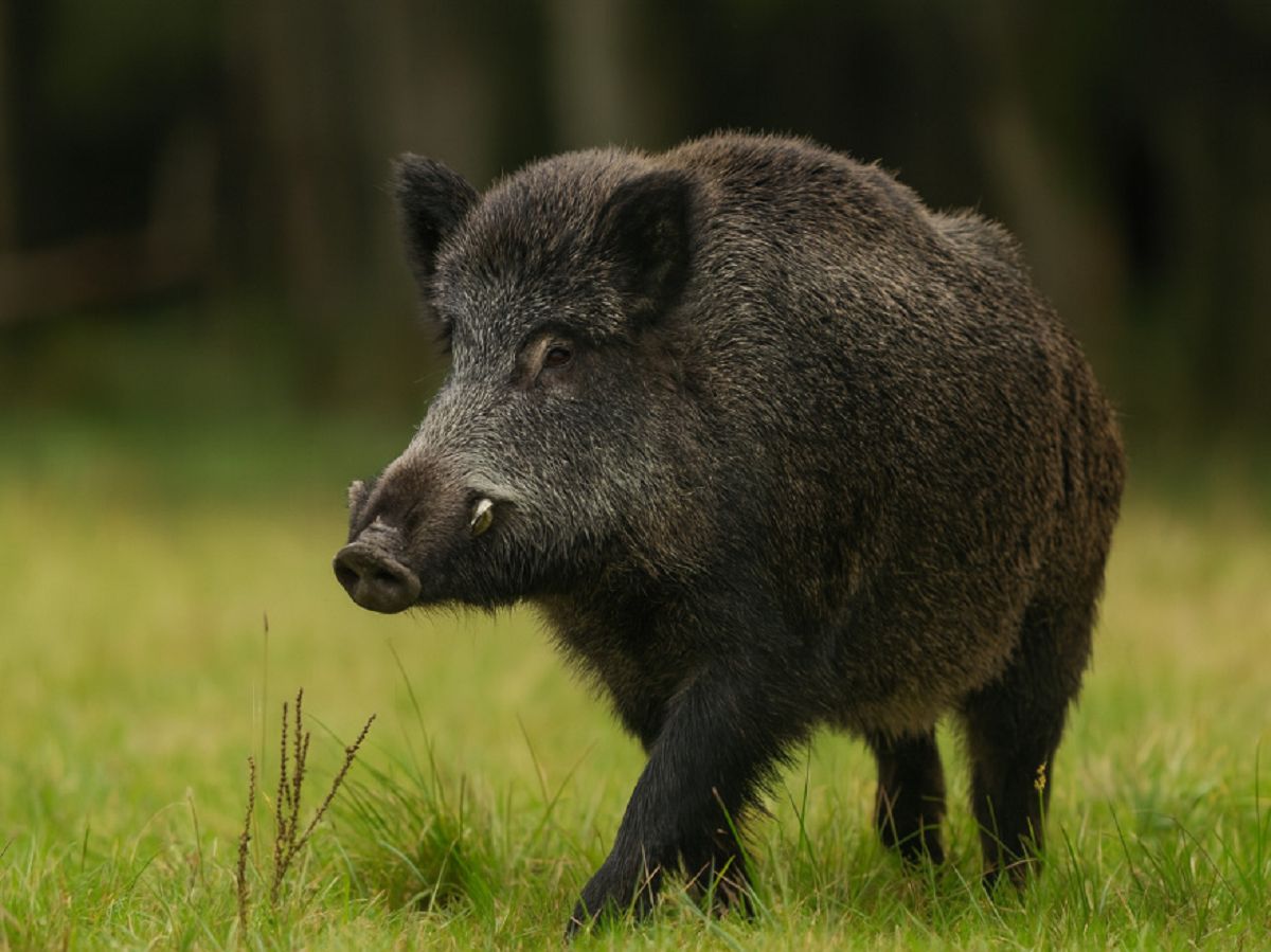Kreis Altenkirchen errichtet ersten Schutzzaun gegen Afrikanische Schweinepest