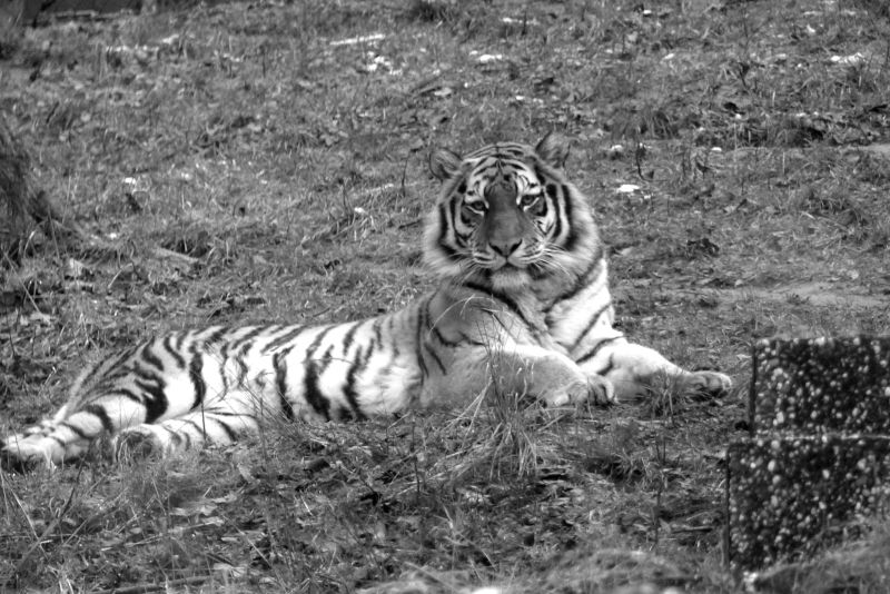 Tigerin Kimberly. Foto: Zoo