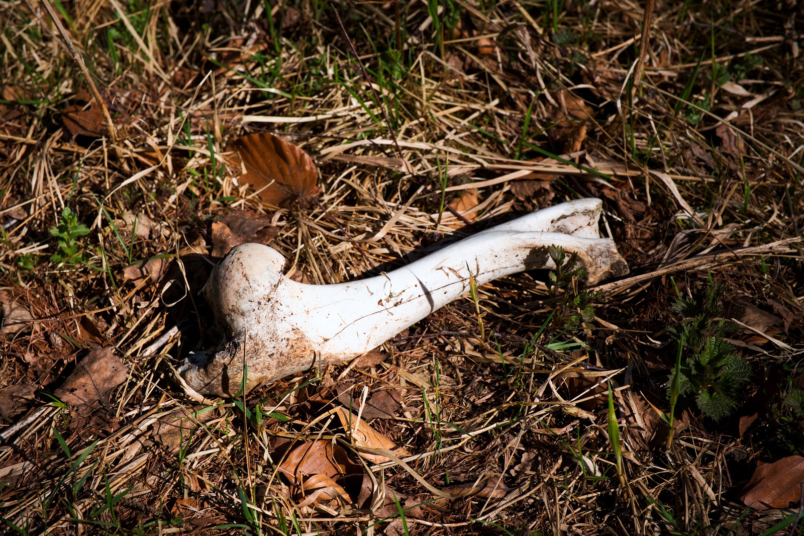 Symbolbild: Knochenfund bei Niedrigwasser. (Quelle: Pixabay)
