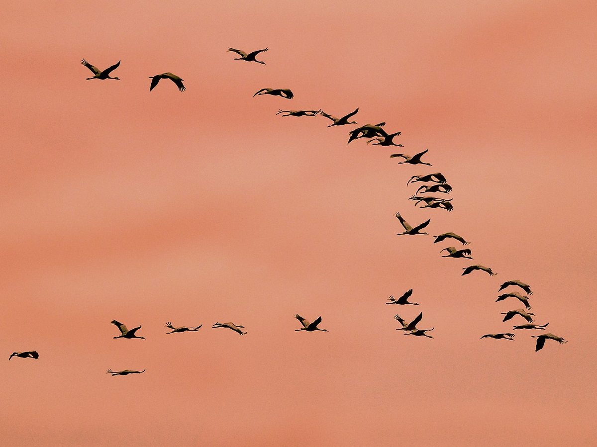 Vogelzug am Dreifelder Weiher erleben