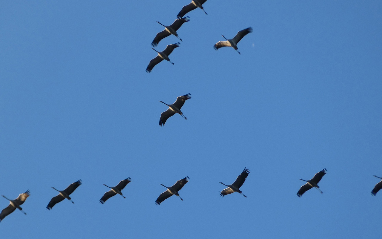 Die Kraniche sind bei ihrem Rckflug in die Sommerquartiere am Himmel zu sehen. (Foto: SGD Nord)