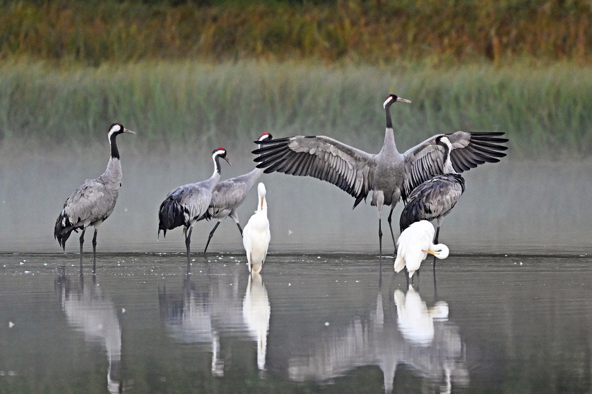 Kraniche und Silberreiher - faszinierende Gste, die des Schutzes bedrfen. (Foto: Wolfgang Burens)