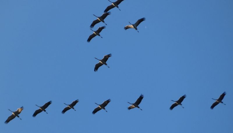 Die Kraniche kehren aus dem Sden zurck. Foto: SGD Nord