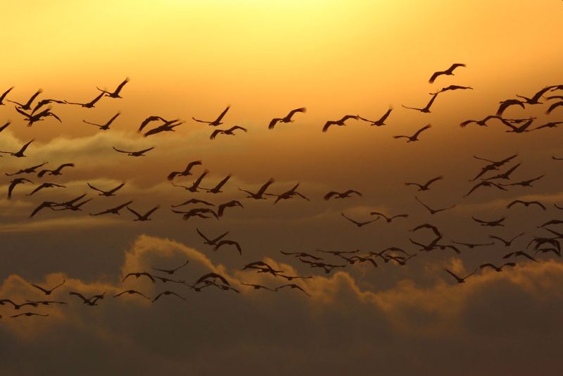 Vogelzug dokumentieren und auf naturgucker.de melden