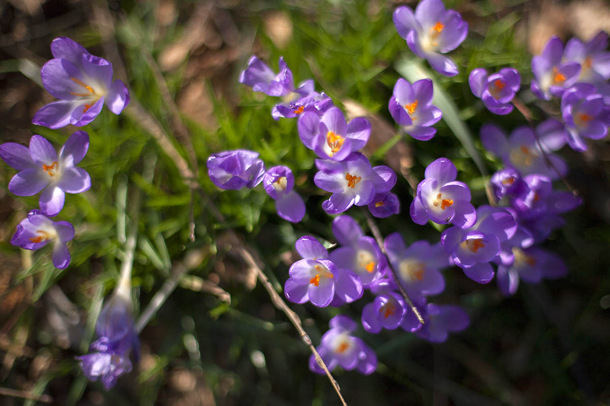 Der Frhling steht vor der Tr. Foto: Wolfgang Tischler