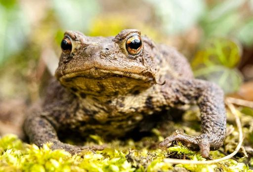 Amphibienschutz am Dreifelder Weiher