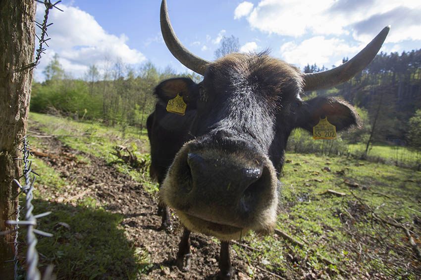 Landwirtschaftliches Naturerlebnis in Hattert 