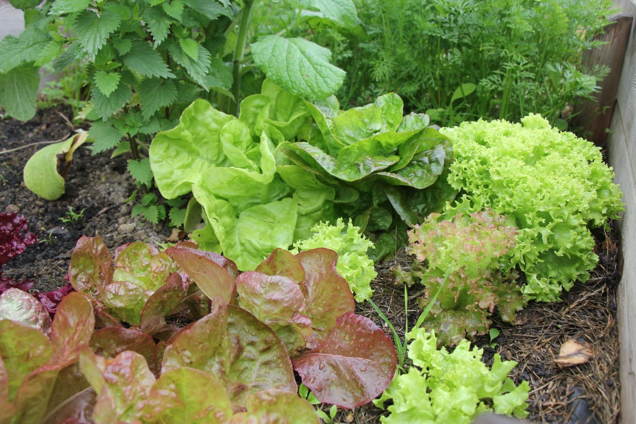 Selbst angebaut schmeckt das Gemse noch einmal so gut. Foto: Julia Hilgeroth-Bucher