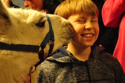 Lama Miquel knutscht gerne. Dem jungen Teilnehmer erfreut es sichtlich. (Foto: Diakonisches Werk Altenkirchen)
