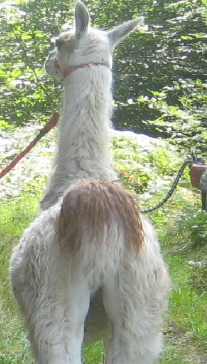 Ein Lama bei einem Spaziergang auf dem Gelnde der Casa de la Lama. (Foto: Diakonisches Werk Altenkirchen)
