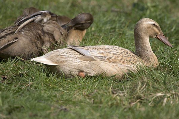 Diese beiden Laufenten drfen bald wieder im Freien sein. Foto: Wolfgang Tischler