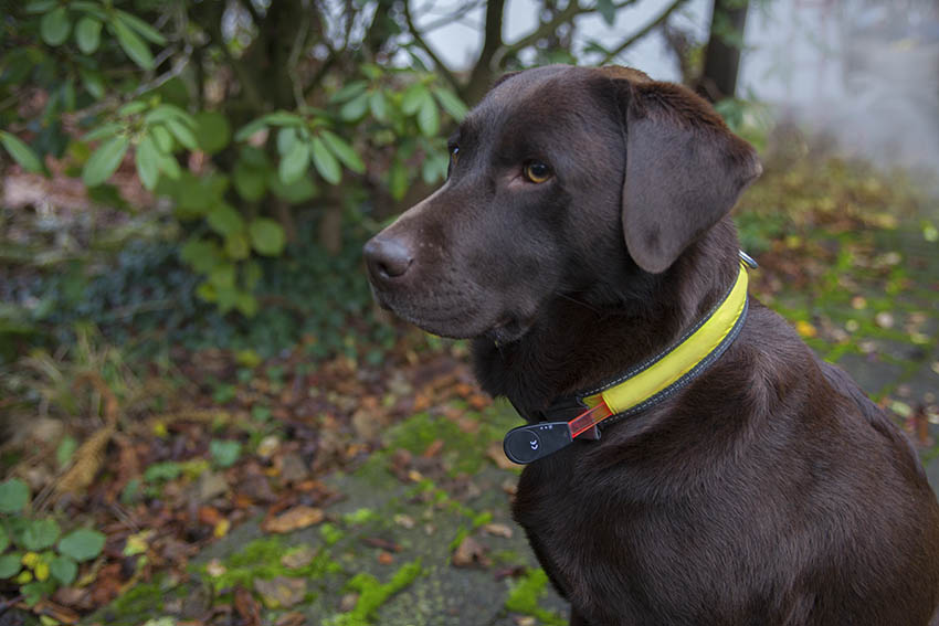 Reflektierendes oder leuchtendes Halsband für den Hund ist in der dunklen Jahreszeit angesagt. Foto: Wolfgang Tischler