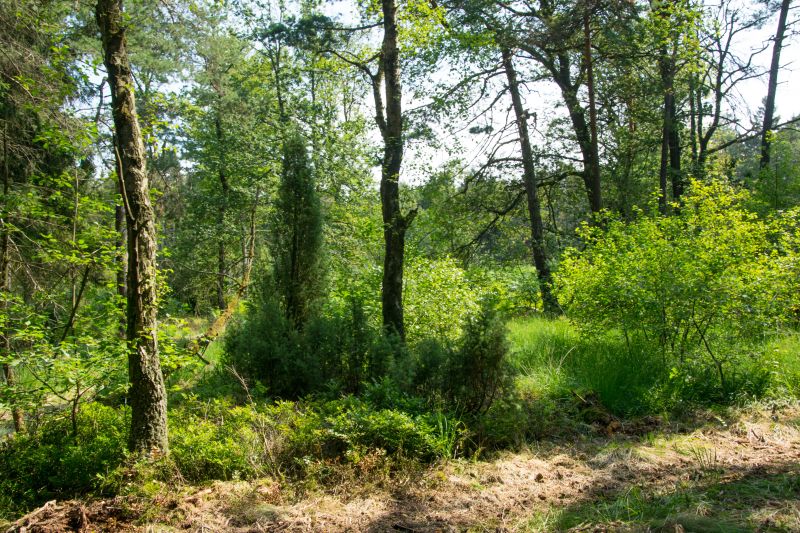 Eine Moorheide-Kleinflche im Wald  hier mit dem letzten Wacholderbestand der Leuscheid. Foto: Immo Vollmer/NI