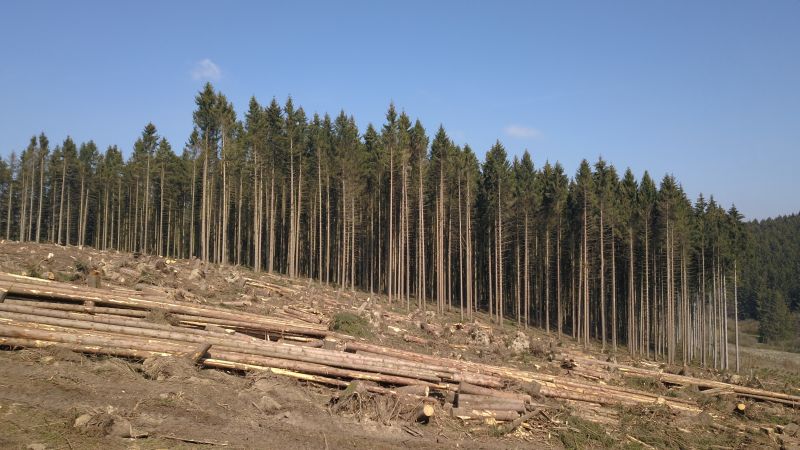 Klimakranker Wald. Fotos: VG Hachenburg
