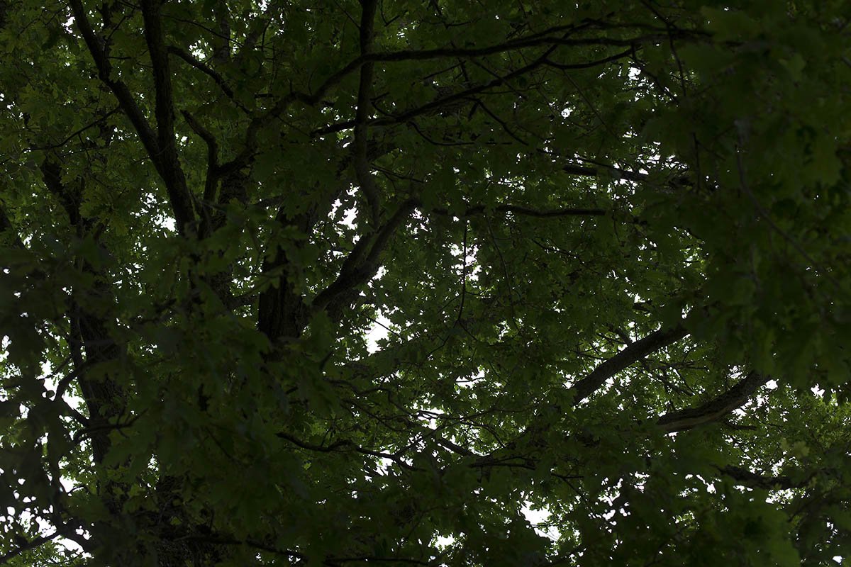 Wanderung zu den Baumriesen im Klosterwald Marienstatt