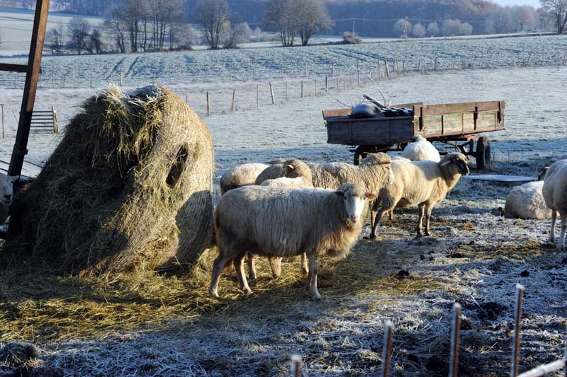 In der Herde ist ein Schaf gerissen worden. (Fotos: kk)