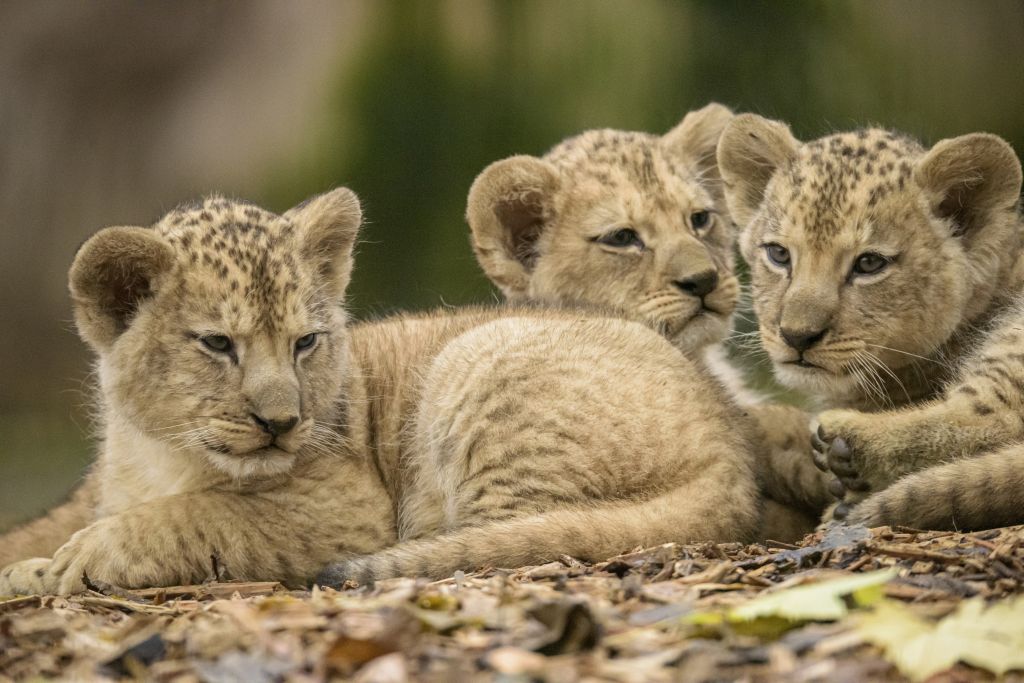 Die Neuwieder Löwenwelpen. Fotos: Sami Fayed/Zoo Neuwied