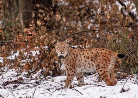 Der Luchs  ein heimlicher Waldbewohner kehrt zurck