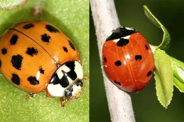 NABU-Insektensommer: Kfer, Wildbienen, Fliegen und Falter zhlen