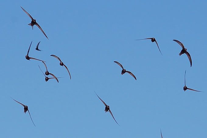 Mauerseglerschwarm - Foto: Keta, NABU