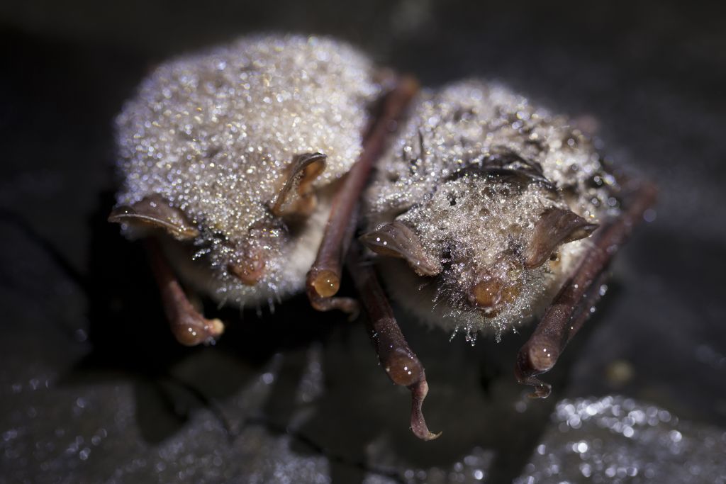 NABU-Fledermaus-Zensus: Dauerregen setzt Fledermusen zu