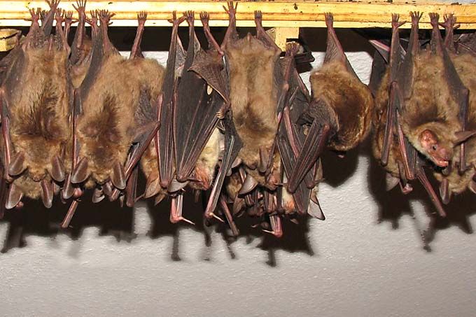 Fledermuse beim Ausflug beobachten - Natur am eigenen Haus erleben